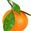 Green-Mandarin